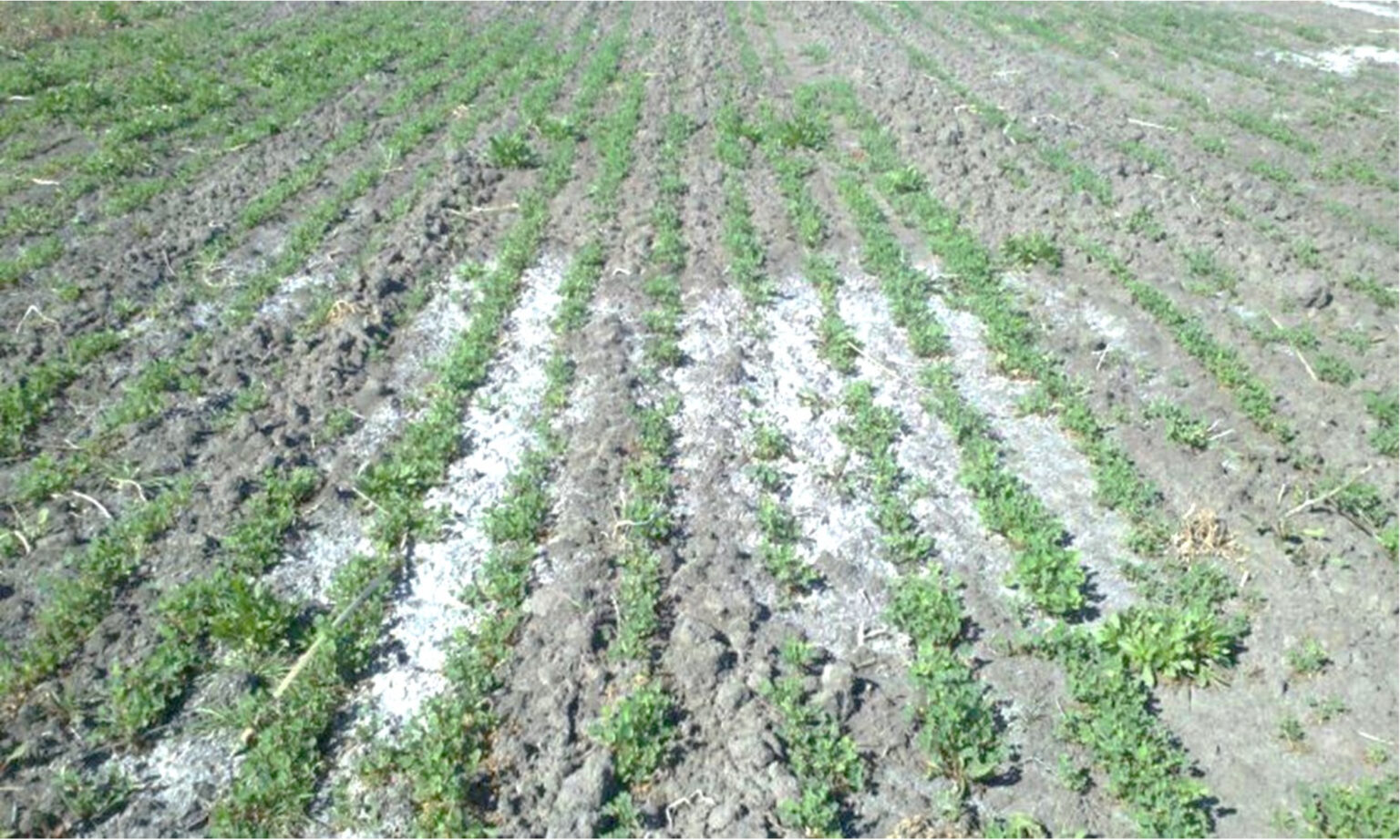 How Drought and Soil Salinity Affect Alfalfa – Alforex Seeds